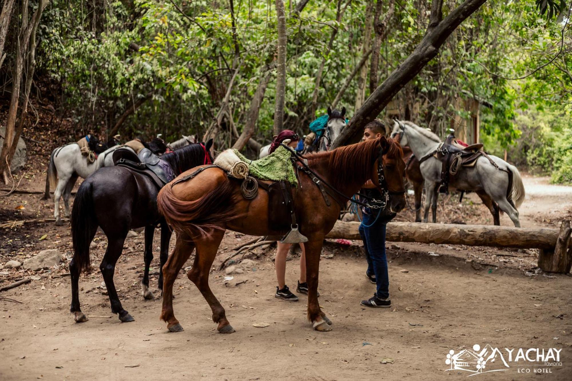 Ecohotel Yachay Tayrona Dentro Del Parque Tayrona El Zaino Εξωτερικό φωτογραφία